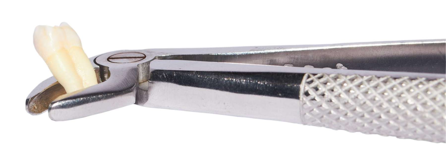 dental tool holding tooth after extraction 